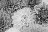 preview bw