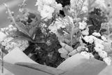 preview bw