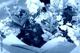 preview cold