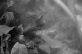 preview bw