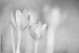 preview bw