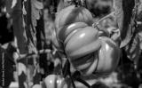 preview bw