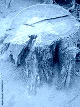 preview cold