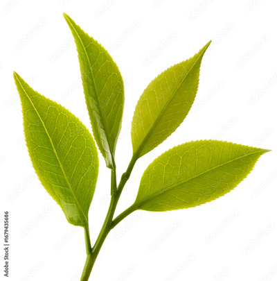 image to crop