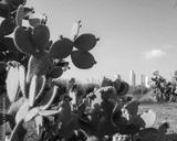 preview bw
