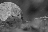 preview bw
