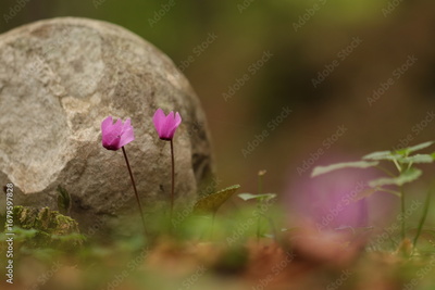 image to crop