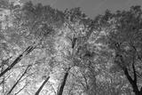 preview bw