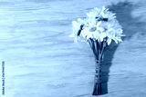 preview cold