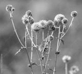 preview bw