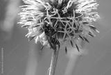 preview bw