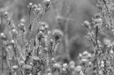 preview bw