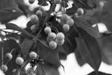 preview bw