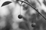 preview bw