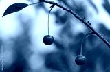preview cold