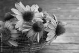 preview bw