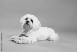 preview bw