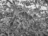 preview bw
