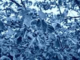preview cold