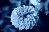 preview cold