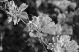 preview bw