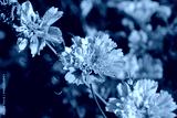 preview cold