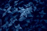 preview cold