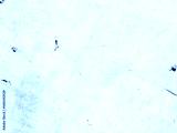 preview cold