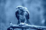 preview cold