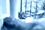 preview cold