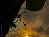 preview original