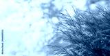 preview cold