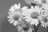preview bw
