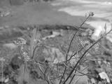 preview bw