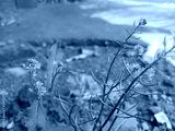 preview cold
