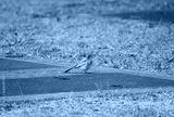 preview cold