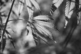 preview bw