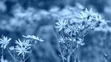 preview cold
