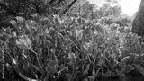 preview bw