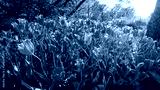 preview cold