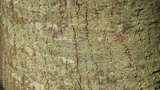 preview original