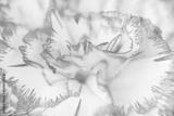 preview bw