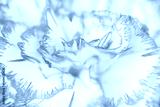preview cold