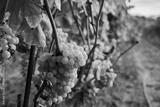 preview bw