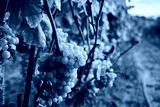 preview cold