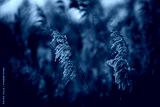 preview cold
