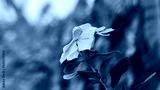 preview cold
