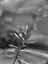 preview bw