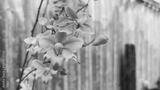 preview bw