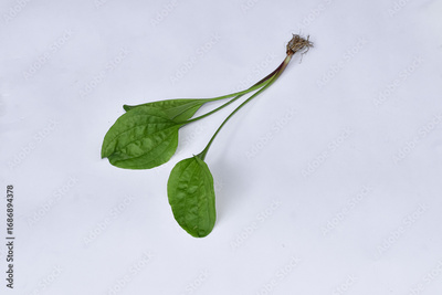 image to crop